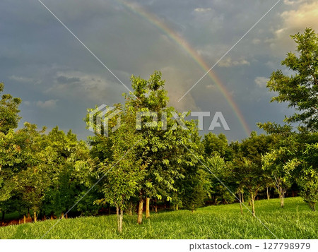 A rainbow over the Kanto Plain during the rainy season 127798979