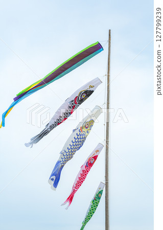 Carp streamer swimming in the blue sky Carp streamer swimming in the blue sky 127799239