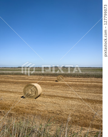 Straw rolls on the field. Round straw bales. Stover on the field. Harvested cereal plants. Agriculture. 127799873