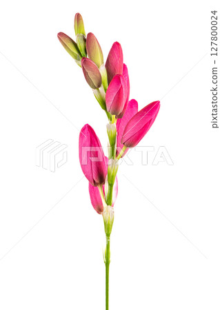 Beautiful pink lilies isolated on white background Beautiful pink lilies isolated on white background 127800024