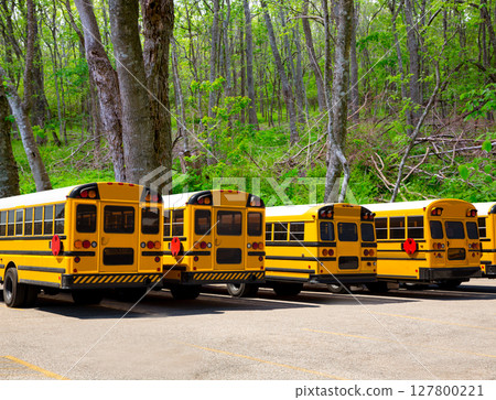 American typical school buses row in a forest outdoor American typical school buses row in a forest outdoor 127800221