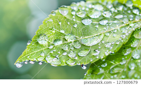 macro close-up of a green leaf with water droplets and soft natural sunlight. Perfect for nature-themed designs and publications. macro close-up of a green leaf with water droplets and soft natural sunlight. Perfect for nature-themed designs and publications. 127800679