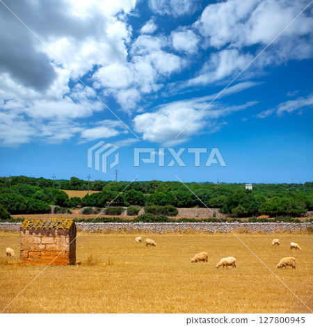 Menorca sheep flock grazing in golden dried meadow Menorca sheep flock grazing in golden dried meadow 127800945