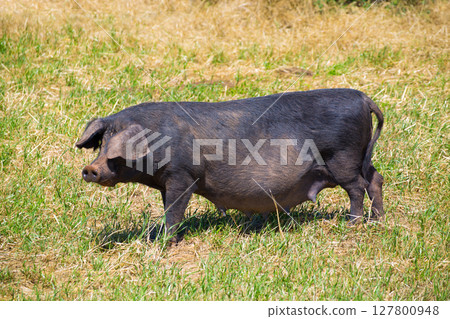 Black pig outdoor grazing in Menorca Balearic islands Black pig outdoor grazing in Menorca Balearic islands 127800948