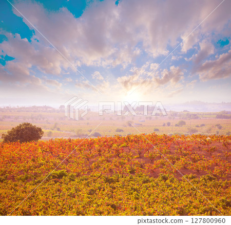 Autumn golden red vineyards sunset in Utiel Requena 127800960