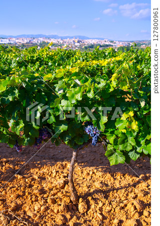 Requena in Valencia province a wine region of Spain Requena in Valencia province a wine region of Spain 127800961