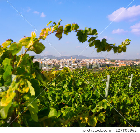 Requena in Valencia province a wine region of Spain Requena in Valencia province a wine region of Spain 127800962