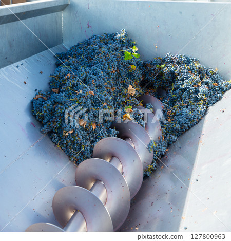 corkscrew crusher destemmer winemaking with grapes corkscrew crusher destemmer winemaking with grapes 127800963