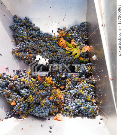 corkscrew crusher destemmer winemaking with grapes 127800965