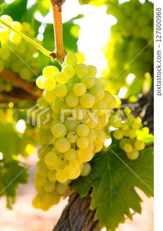 chardonnay Wine grapes in vineyard raw ready for harvest chardonnay Wine grapes in vineyard raw ready for harvest 127800968