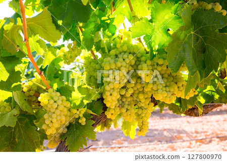 chardonnay Wine grapes in vineyard raw ready for harvest chardonnay Wine grapes in vineyard raw ready for harvest 127800970
