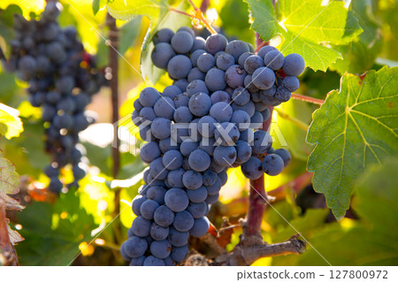 Bobal Wine grapes in vineyard raw ready for harvest Bobal Wine grapes in vineyard raw ready for harvest 127800972