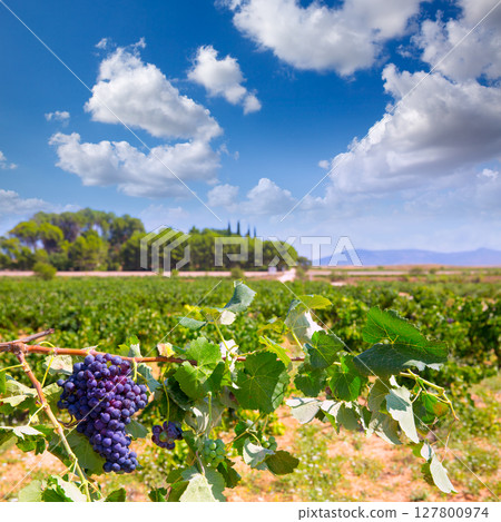 bobal wine grapes ready for harvest in Mediterranean bobal wine grapes ready for harvest in Mediterranean 127800974