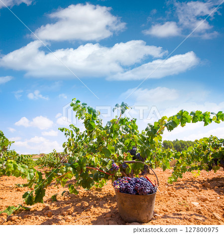 bobal harvesting with wine grapes harvest bobal harvesting with wine grapes harvest 127800975