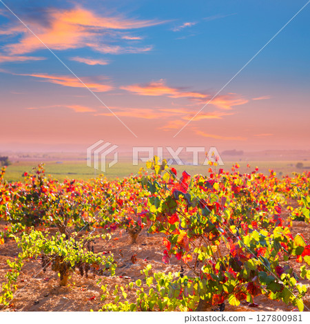 Autumn golden red vineyards in Utiel Requena Autumn golden red vineyards in Utiel Requena 127800981