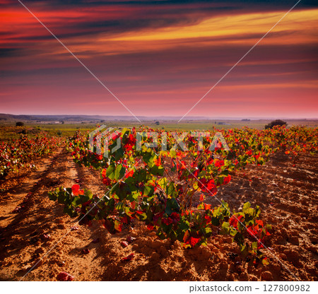 Autumn golden red vineyards in Utiel Requena 127800982