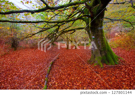 Autumn Selva de Irati beech jungle in Navarra Pyrenees Spain Autumn Selva de Irati beech jungle in Navarra Pyrenees Spain 127801144