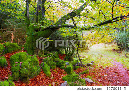 Autumn Selva de Irati beech jungle in Navarra Pyrenees Spain Autumn Selva de Irati beech jungle in Navarra Pyrenees Spain 127801145
