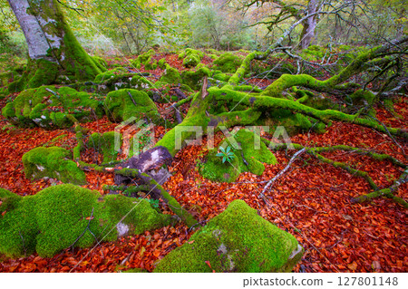 Autumn Selva de Irati beech jungle in Navarra Pyrenees Spain Autumn Selva de Irati beech jungle in Navarra Pyrenees Spain 127801148