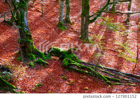 Autumn Selva de Irati beech jungle in Navarra Pyrenees Spain Autumn Selva de Irati beech jungle in Navarra Pyrenees Spain 127801152