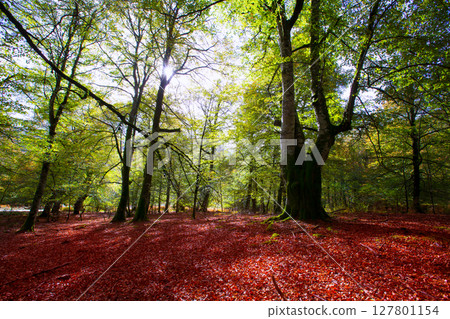 Autumn Selva de Irati beech jungle in Navarra Pyrenees Spain 127801154