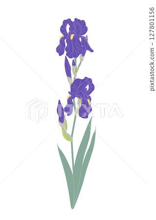Simple Flowering Garden Plant Iris 127801156