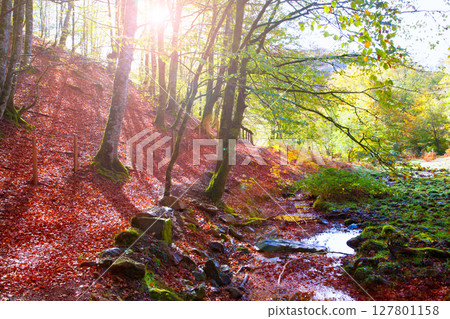 Autumn Selva de Irati beech jungle in Navarra Pyrenees Spain 127801158
