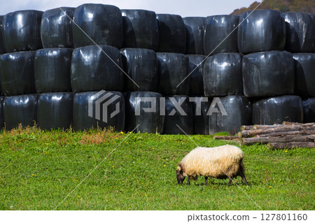 Latxa sheep in Pyrenees of Navarra grazing in meadow 127801160