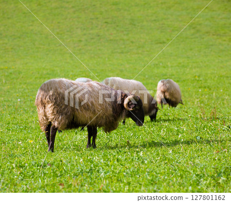 Latxa sheep in Pyrenees of Navarra grazing in meadow 127801162