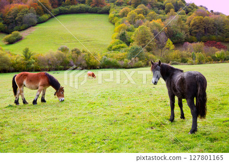 Horses and cows grazing in Pyrenees meadows at Spain Horses and cows grazing in Pyrenees meadows at Spain 127801165