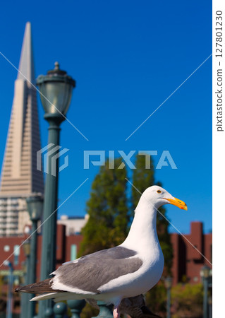 San Francisco seagull at Pier 7 downtown California San Francisco seagull at Pier 7 downtown California 127801230