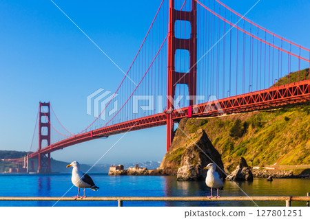 San Francisco Golden Gate Bridge seagull California San Francisco Golden Gate Bridge seagull California 127801251