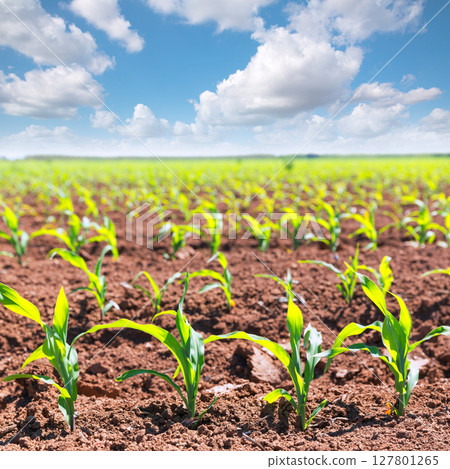 Corn fields sprouts in rows in California agriculture Corn fields sprouts in rows in California agriculture 127801265