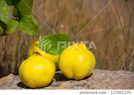 quince fruit still image over stone in nature 127801276