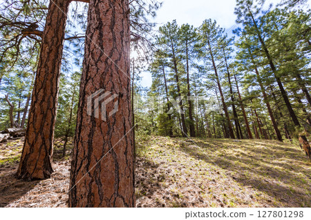 Pine tree forest in Grand Canyon Arizona Pine tree forest in Grand Canyon Arizona 127801298