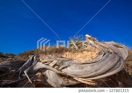 Mediterranean twisted dried juniper trunk in Formentera Mediterranean twisted dried juniper trunk in Formentera 127801315