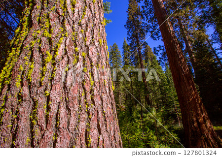 Sequoias in Mariposa grove at Yosemite California Sequoias in Mariposa grove at Yosemite California 127801324