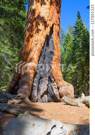 Sequoias in Mariposa grove at Yosemite National Park 127801325