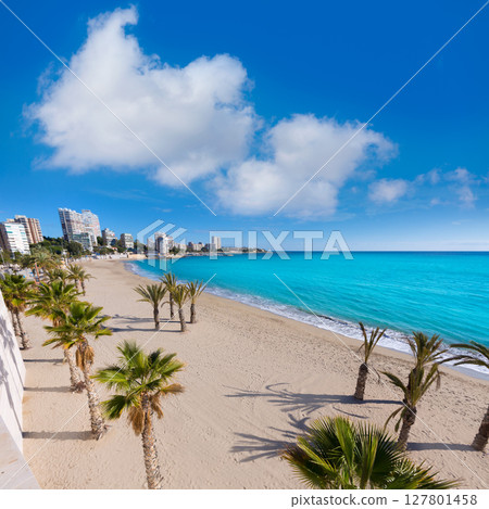 Alicante San Juan beach of La Albufereta with palms trees Alicante San Juan beach of La Albufereta with palms trees 127801458