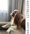 Cavalier king charles. A cute dog is lying on the sofa 127801899