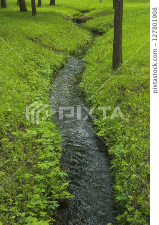 Forest Stream 127801908