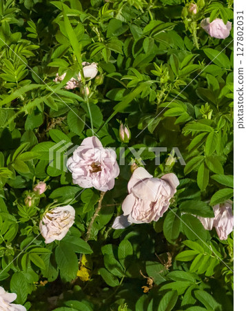 Blooming roses in lush greenery 127802031