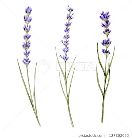 Watercolor hand drawn illustrations set of three branches of lavenders. Bouquet with lavender. Flower day 127802053