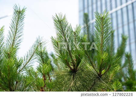 Pine tree branch with a building and blue sky on the background Pine tree branch with a building and blue sky on the background 127802228