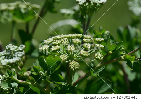 Peucedanum japonicum Peucedanum japonicum 127802445