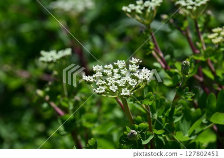 Peucedanum japonicum 127802451