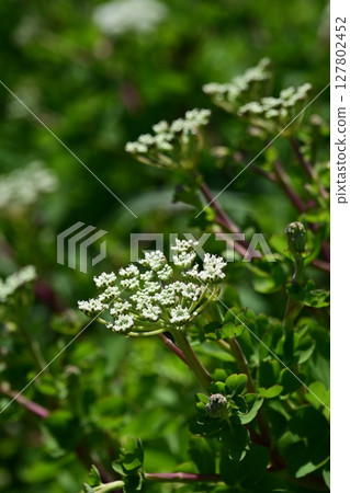 Peucedanum japonicum 127802452