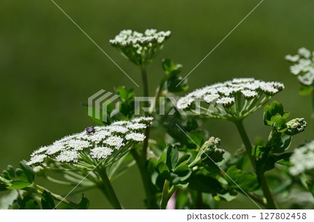 Peucedanum japonicum 127802458