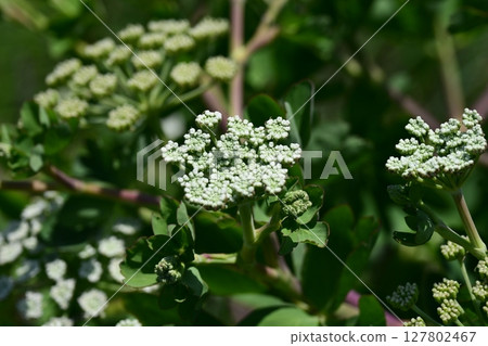 Peucedanum japonicum 127802467