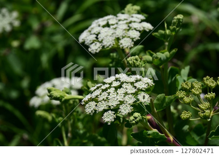 Peucedanum japonicum 127802471